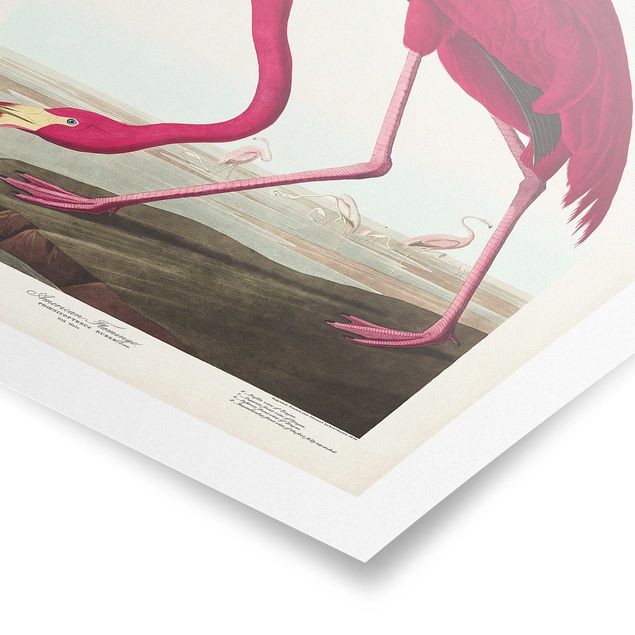 Poster Tiere Vintage Lehrtafel Amerikanischer Flamingo