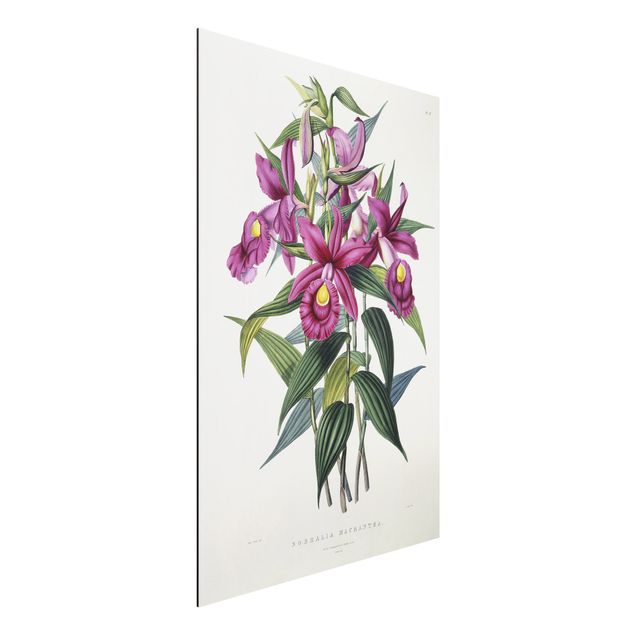 Kunstdrucke Romantik Maxim Gauci - Orchidee I
