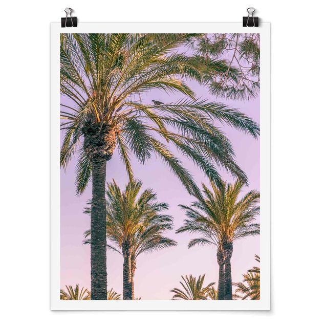 Poster Palmen im Sonnenuntergang