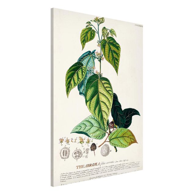 Magnettafel Büro Vintage Botanik Illustration Kakao