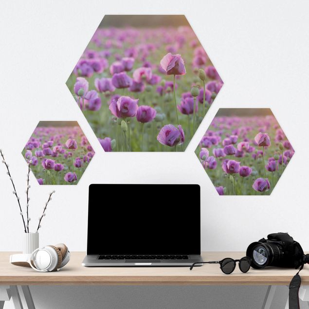 Hexagon Bild Alu-Dibond - Violette Schlafmohn Blumenwiese im Frühling
