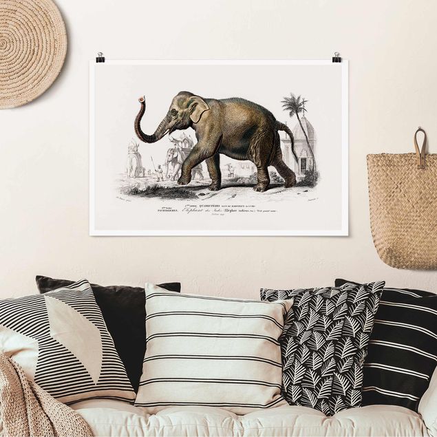 Wandbilder Tiere Vintage Lehrtafel Elefant