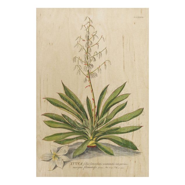 Holzbilder Blumen Vintage Botanik Illustration Yucca