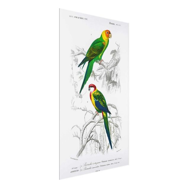 Glasbild Natur Vintage Lehrtafel Zwei Papageien Grün Rot