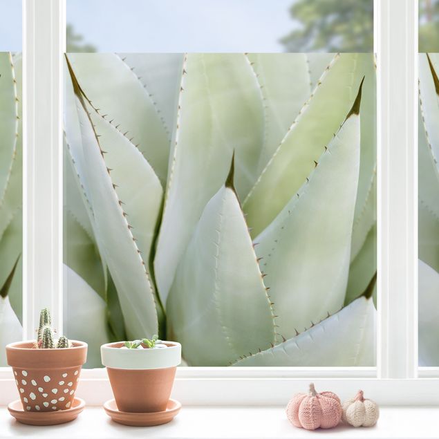 Fensterbilder Blumen Aloe
