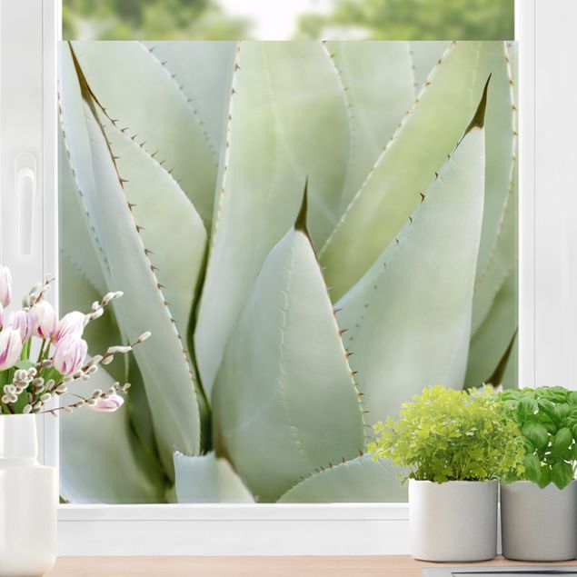 Fensterfolie Farbig Aloe