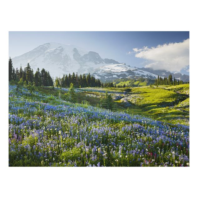 Alu Dibond Bilder Bergwiese mit blauen Blumen vor Mt. Rainier