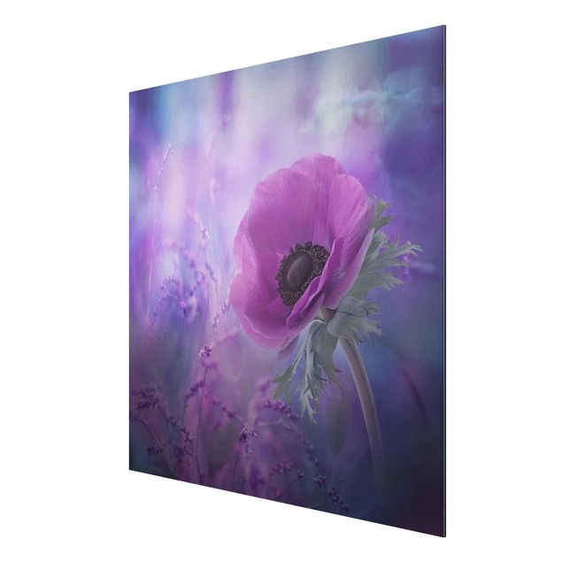 Alu-Dibond Bild - Anemonenblüte in Violett