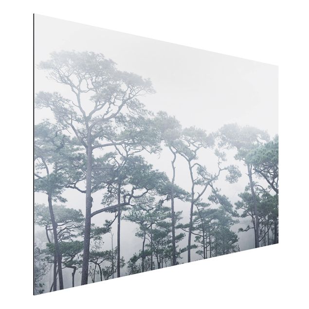 Schöne Wandbilder Baumkronen im Nebel