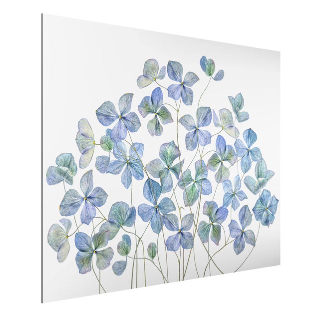 Alu Dibond Bilder Blaue Hortensienblüten