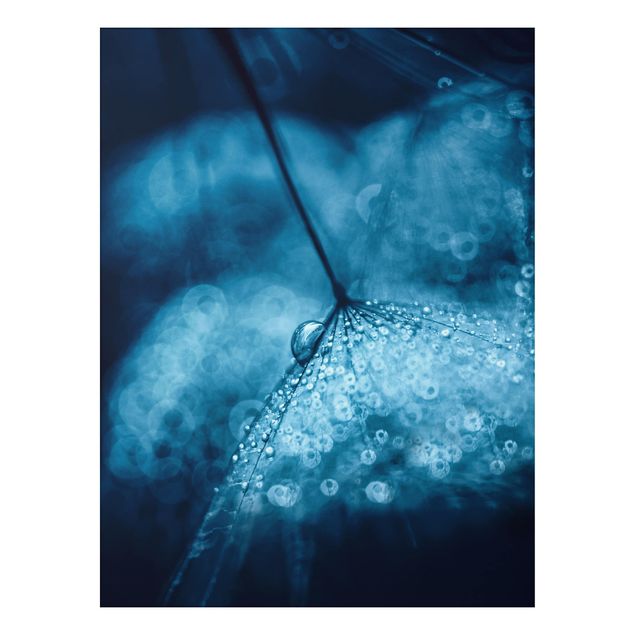 Bilder für die Wand Blaue Pusteblume im Regen