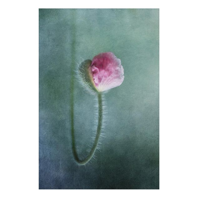 Alu Dibond Bilder Blüte in Rosa