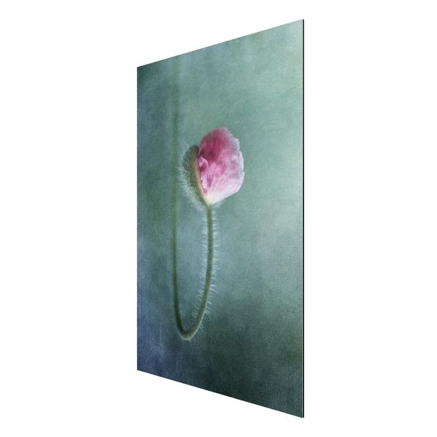 Alu-Dibond Bild - Blüte in Rosa