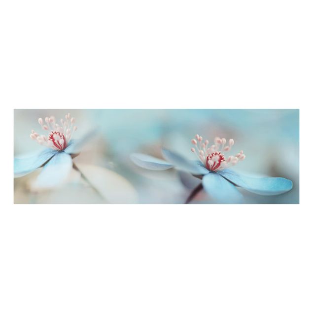 Alu Dibond Druck Blüten in Hellblau