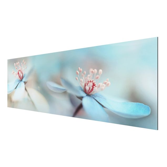 Alu-Dibond Bild - Blüten in Hellblau