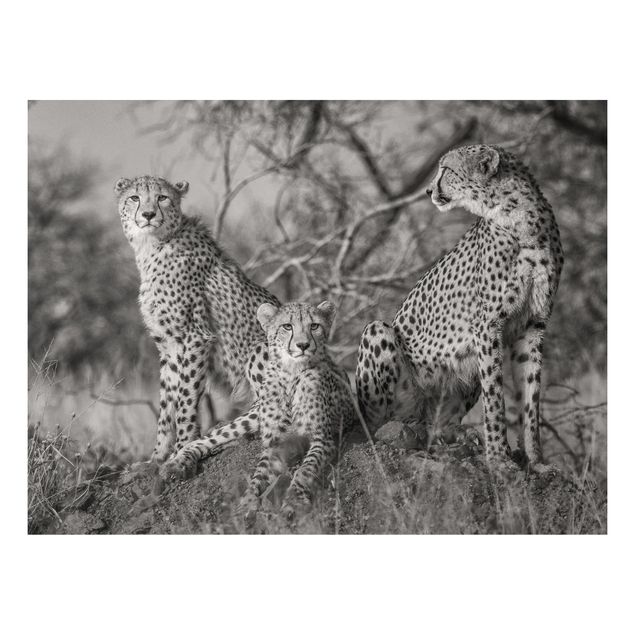 Wandbilder Tiere Drei Geparden