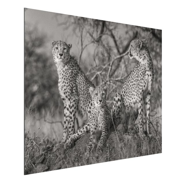 Bilder für die Wand Drei Geparden
