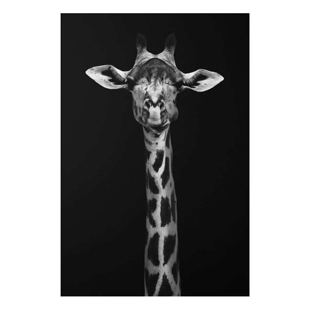 Aluminium Print - Dunkles Giraffen Portrait - Hochformat 3:2