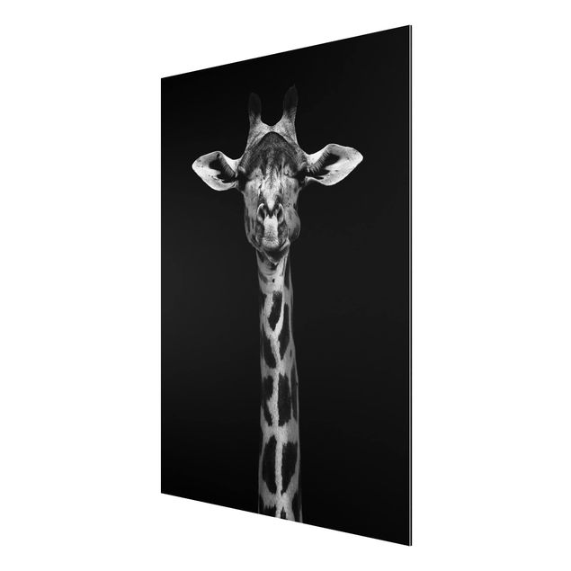 Alu Dibond Druck Dunkles Giraffen Portrait