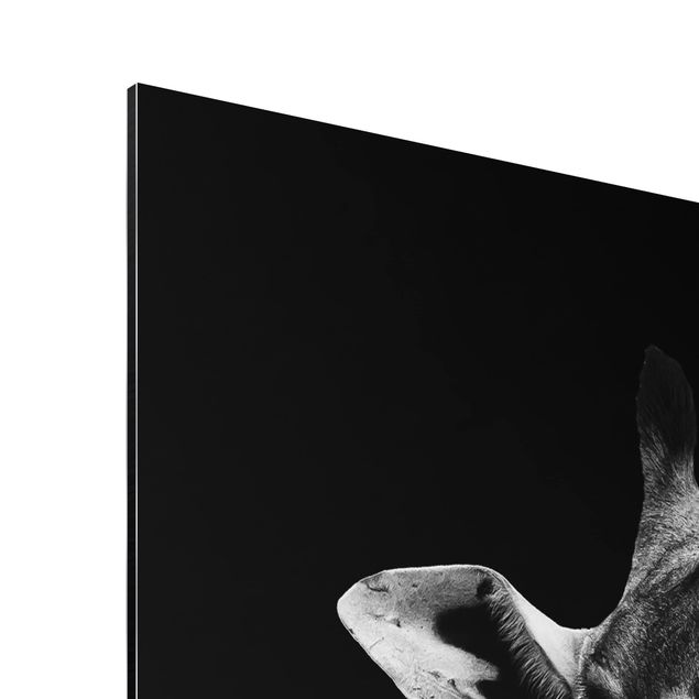 Aluminium Print - Dunkles Giraffen Portrait - Hochformat 4:3