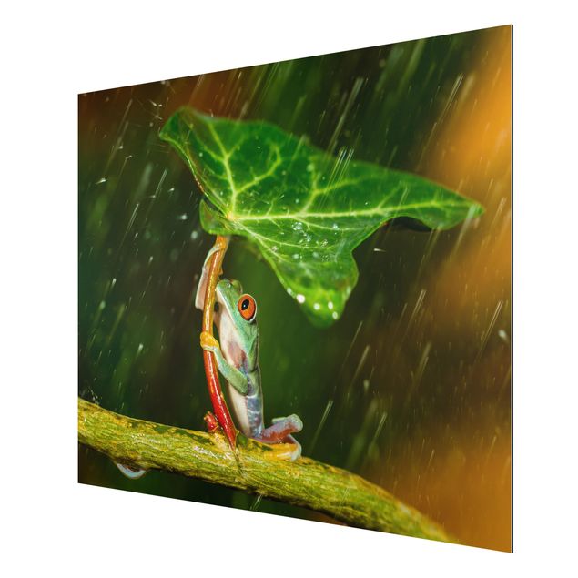 Alu Dibond Bilder Ein Frosch im Regen