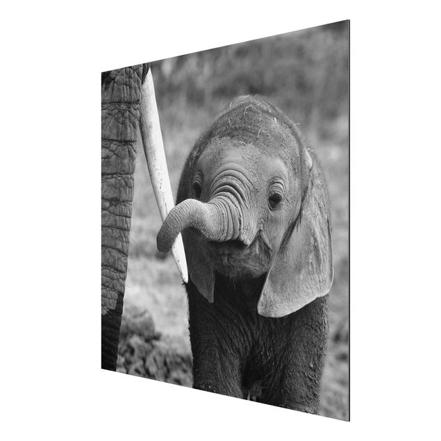 Alu Dibond Bilder Elefantenbaby