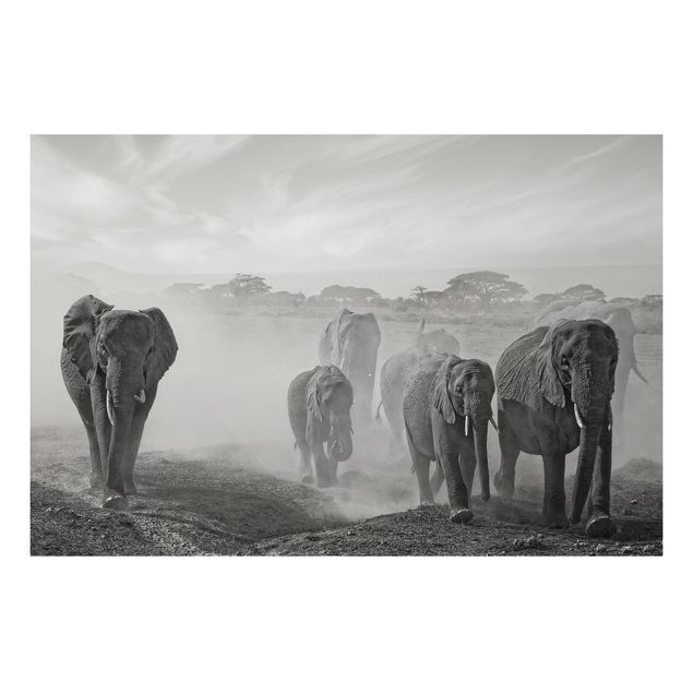 Bilder für die Wand Elefantenherde