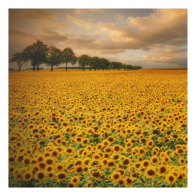 Alu Dibond Bilder Feld mit Sonnenblumen