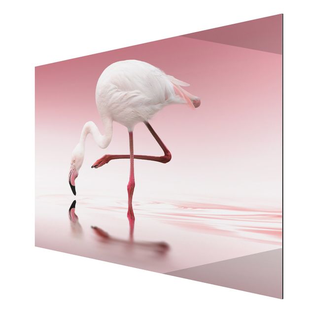 Alu Dibond Druck Flamingo Dance