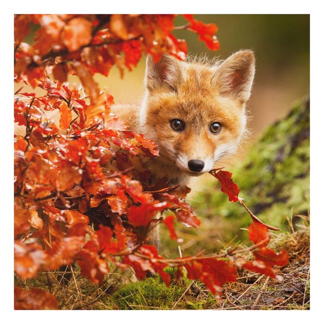 Wandbilder Fuchs im Herbst