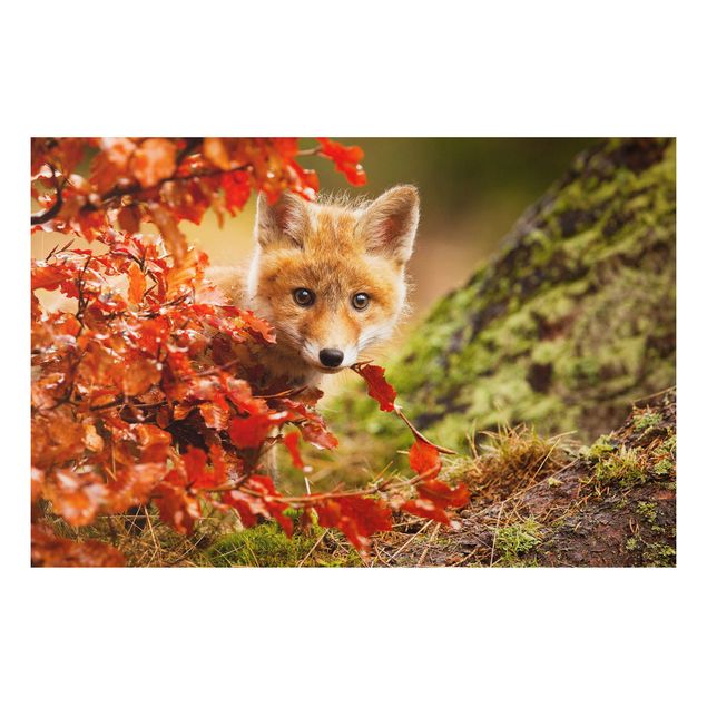Wandbilder Fuchs im Herbst