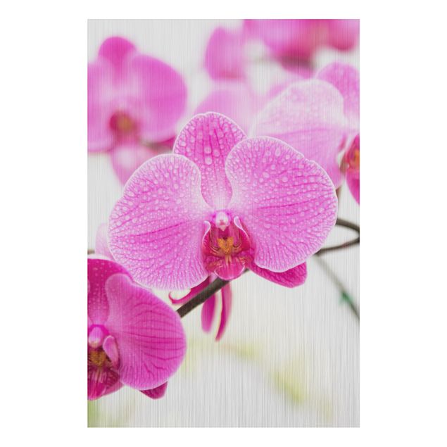 Alu Dibond Bilder Nahaufnahme Orchidee
