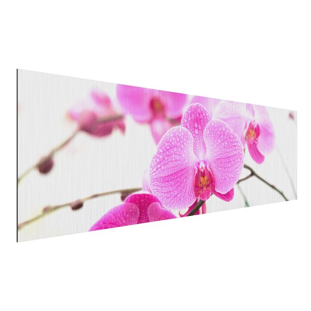 Wandbilder Nahaufnahme Orchidee