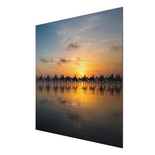Foto auf Alu Dibond Kamele im Sonnenuntergang