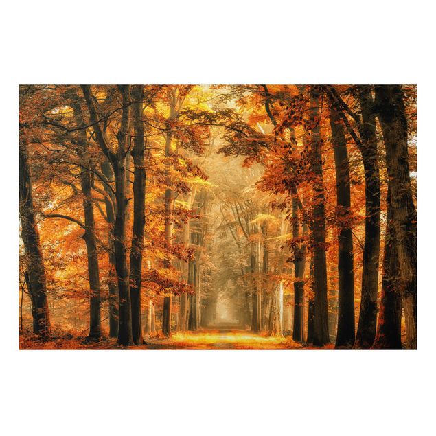 Foto auf Alu Dibond Märchenwald im Herbst