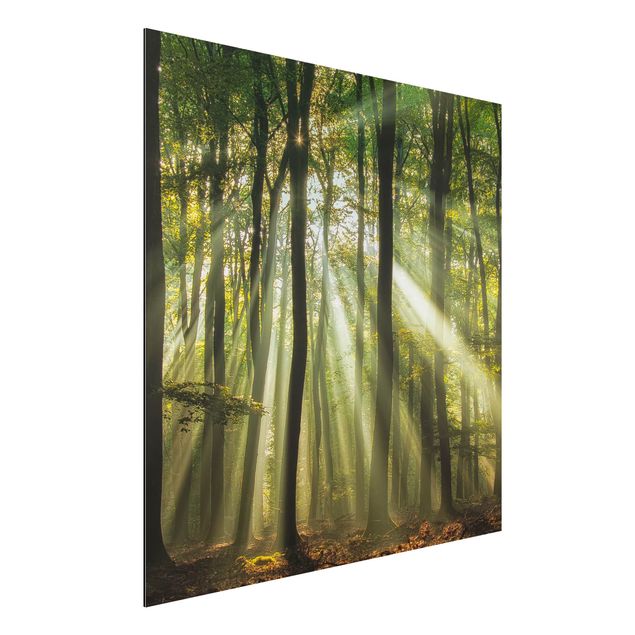 Wandbilder Sonnentag im Wald