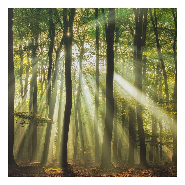 Alu Dibond Bilder Sonnentag im Wald