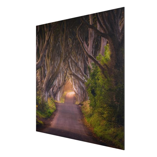 Alu-Dibond Bild - Tunnel aus Bäumen