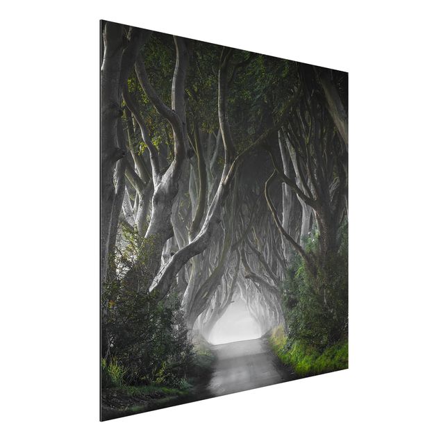 Wandbilder Wald in Nordirland