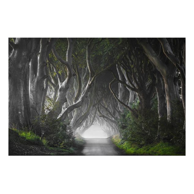 Alu Dibond Bilder Wald in Nordirland