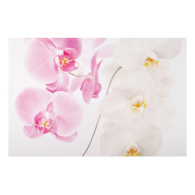 Foto auf Alu Dibond Delicate Orchids