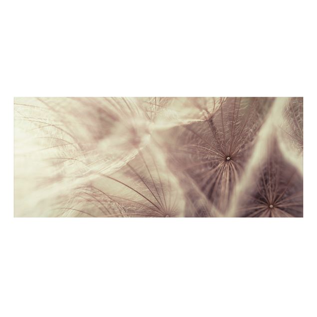 Foto auf Alu Dibond Detailreiche Pusteblumen Makroaufnahme mit Vintage Blur Effekt