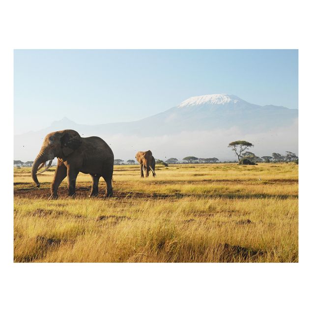 Wandbilder Elefanten vor dem Kilimanjaro in Kenya