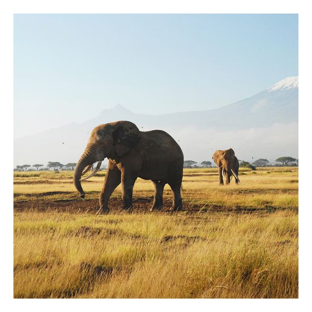 Bilder für die Wand Elefanten vor dem Kilimanjaro in Kenia