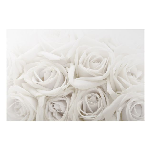 Foto auf Alu Dibond Weiße Rosen