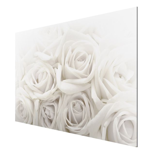 Alu-Dibond Bild - Weiße Rosen