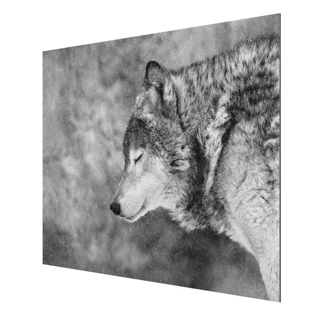Wandbilder Winter Wolf