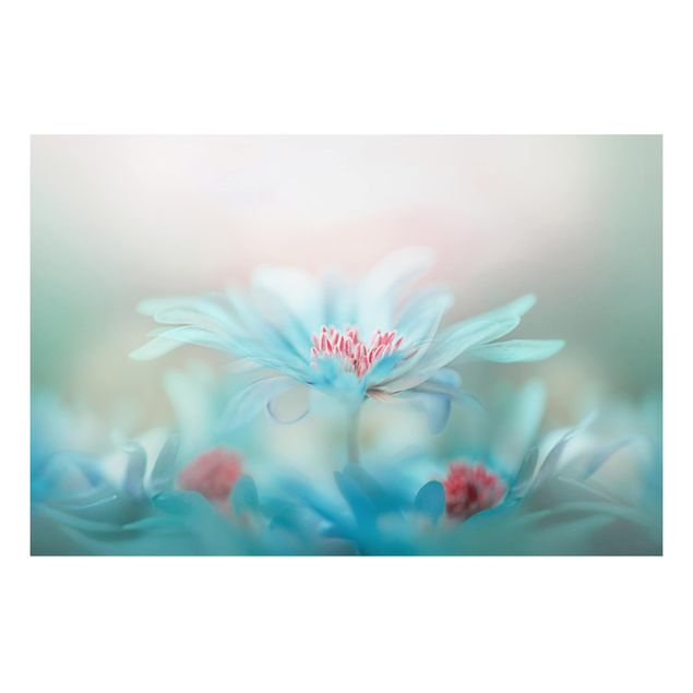Alu Dibond Bilder Zarte Blüten in Pastell
