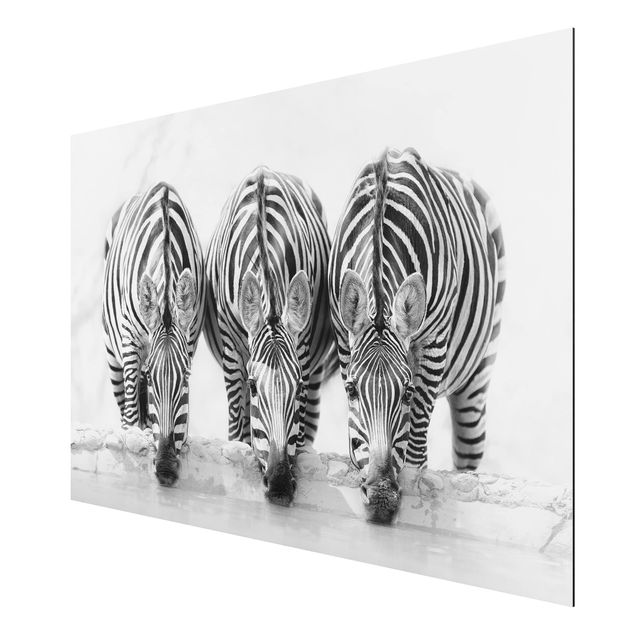 Alu Dibond Druck Zebra Trio schwarz-weiß