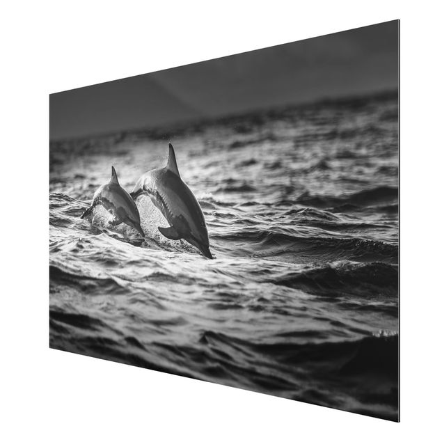 Alu Dibond Bilder Zwei springende Delfine